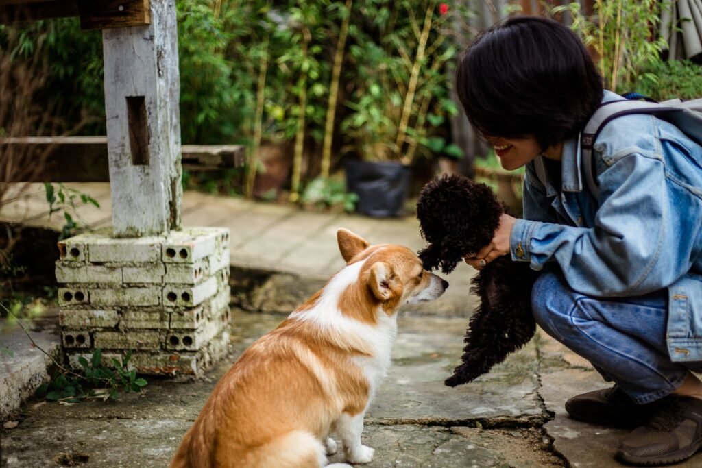 Smiling woman in denim crouching to greet a corgi and a small poodle