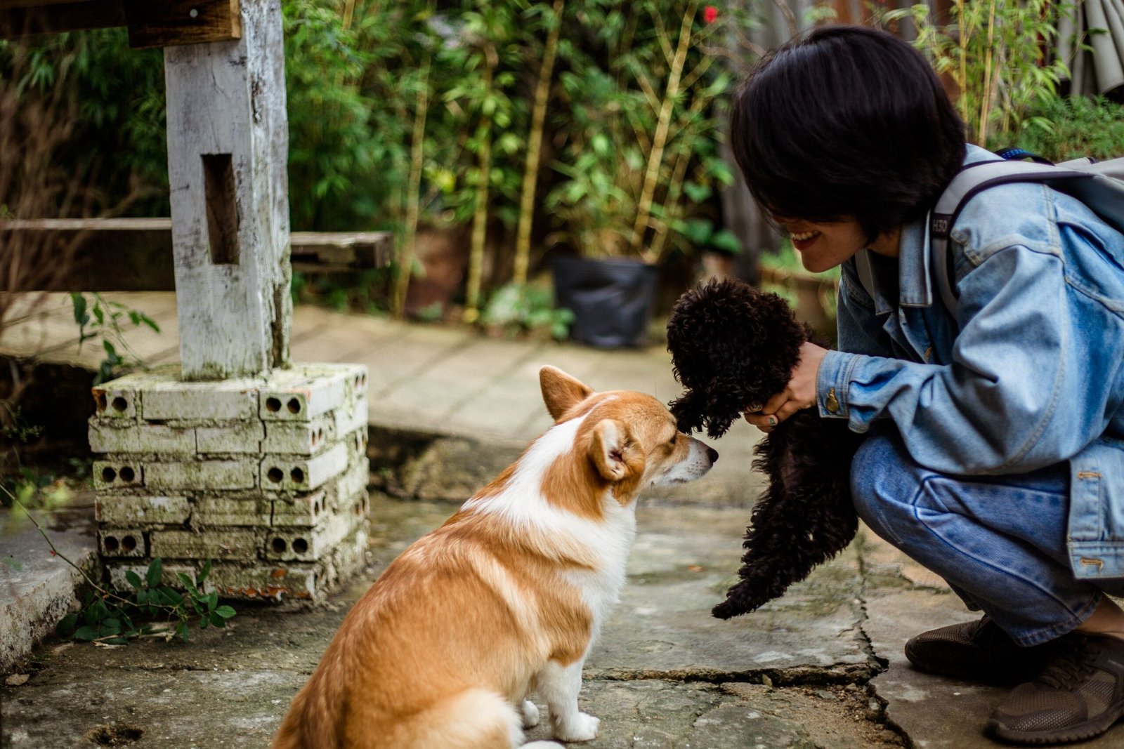 Smiling woman in denim crouching to greet a corgi and a small poodle