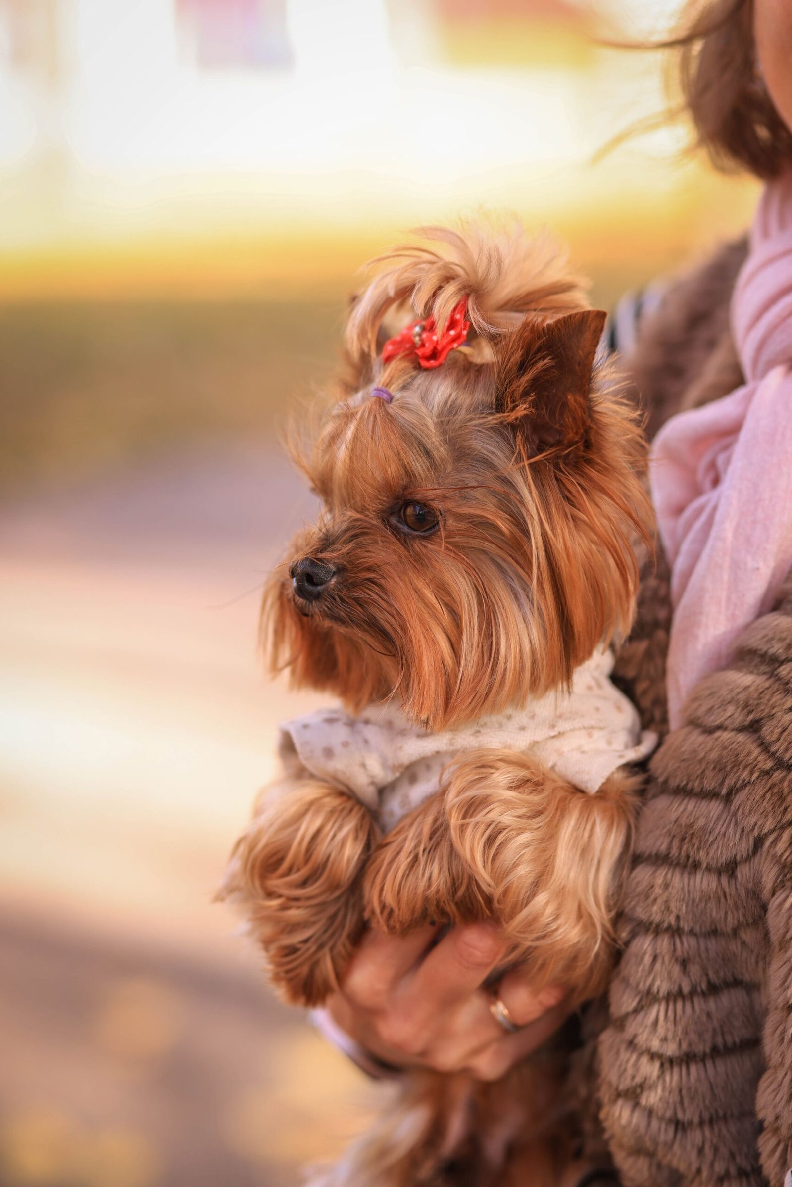 Yorkshire terrier with a tidy topknot and red bow held by its owner